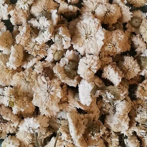 camomille romaine