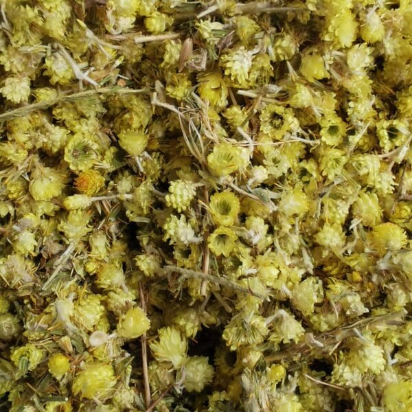 fleur d'immortelle