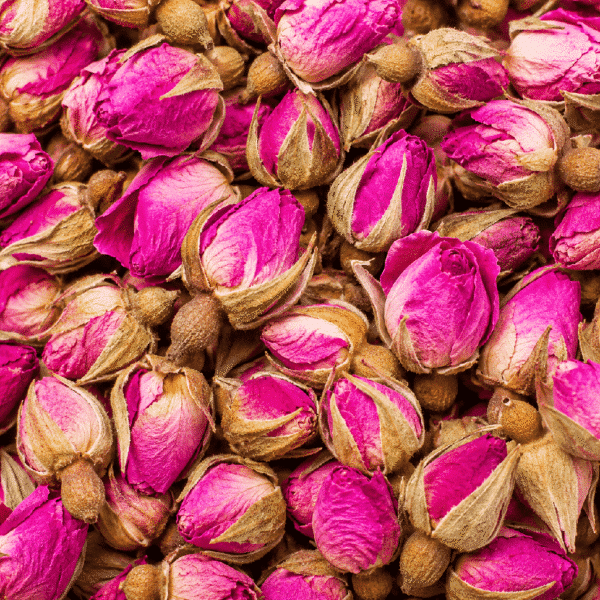 Boutons de roses